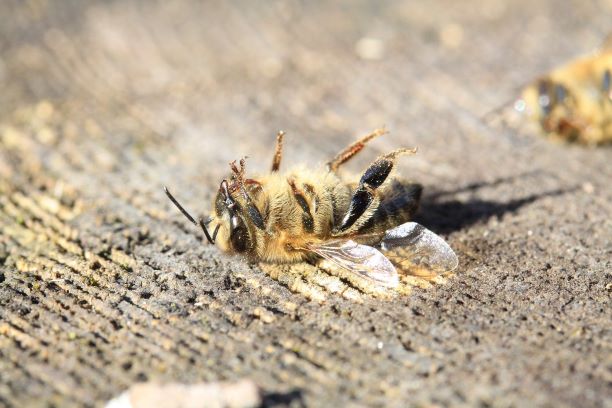 abeille morte à cause des pesticides
