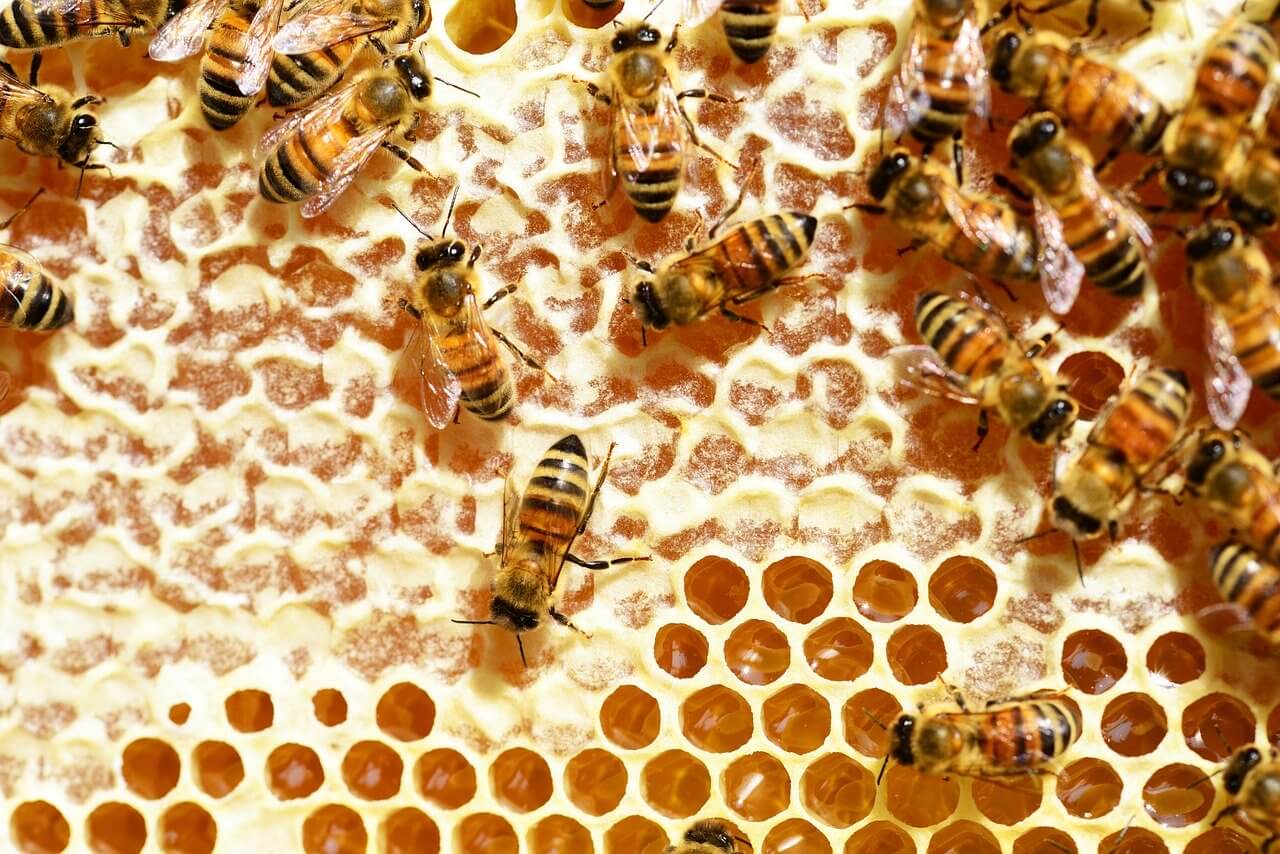 Parrainer des abeilles