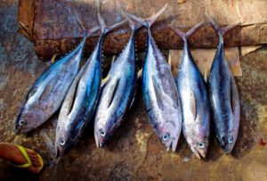 La vérité sur la pêche au thon: Cash Investigation