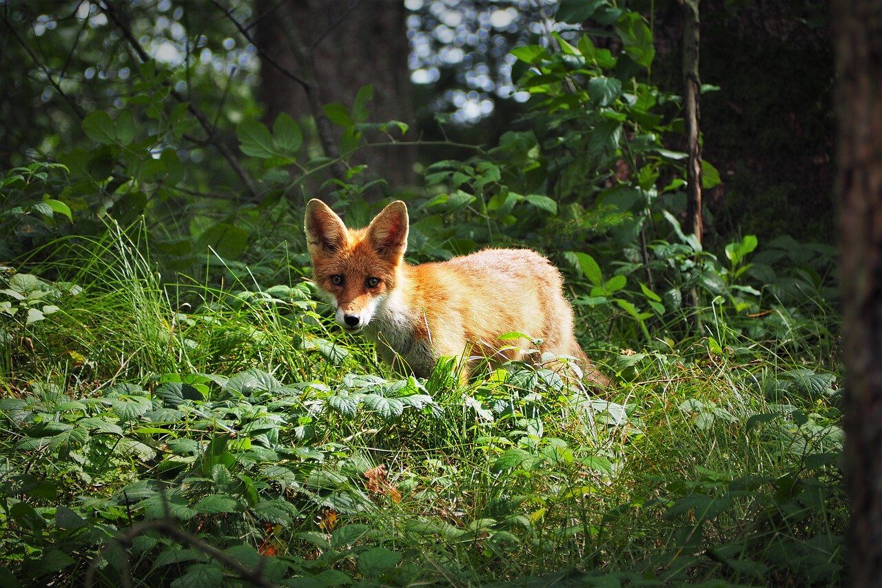 La vérité sur les renards