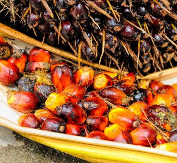 Pourquoi l’huile de palme est-elle problématique ?